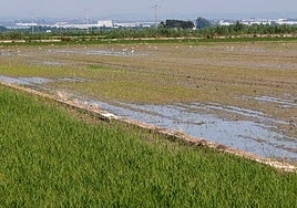 Arrozales de la Albufera.