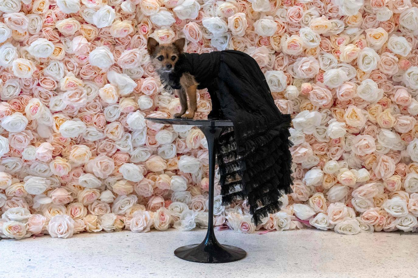 Miley-Jo, una chorkie, vestida como la rapera Cardi B.