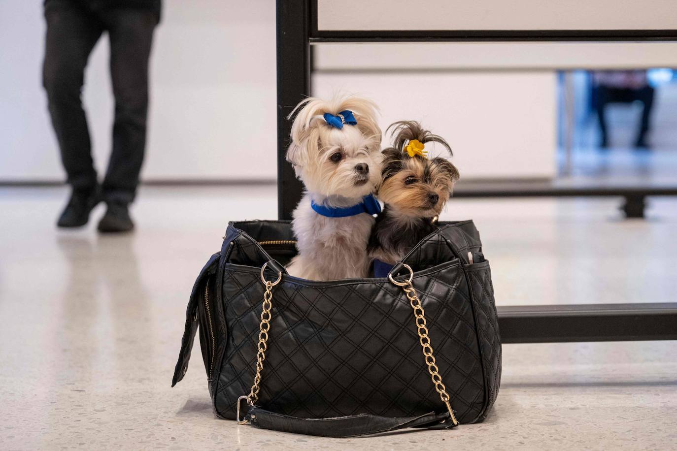 Alta costura canina con la &#039;Pet Gala&#039; de Nueva York