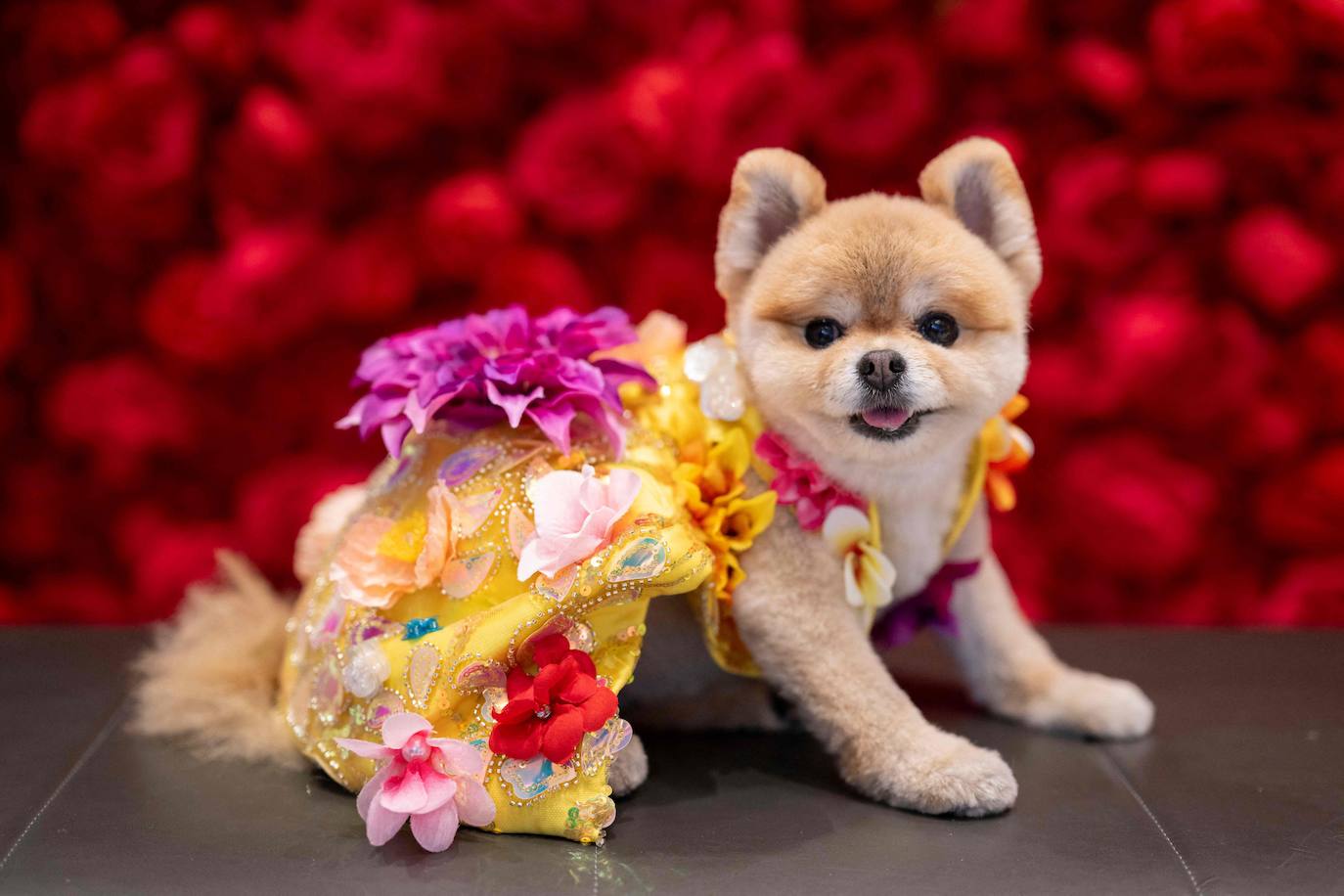 LaLa, una pomeranian, vestida como la rapera Nicki Minaj.