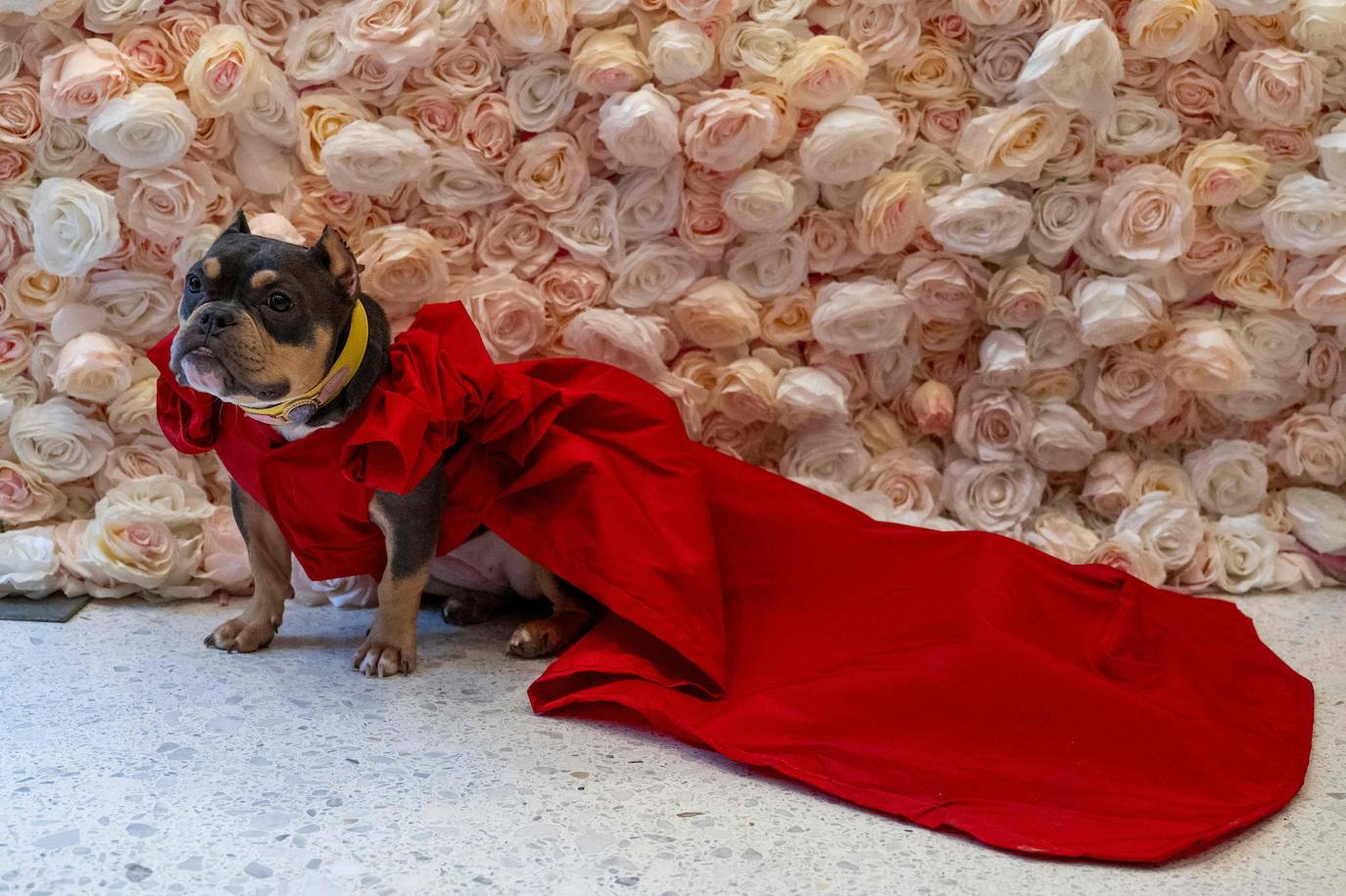 Saya, una American Bully, vestida como Shakira.