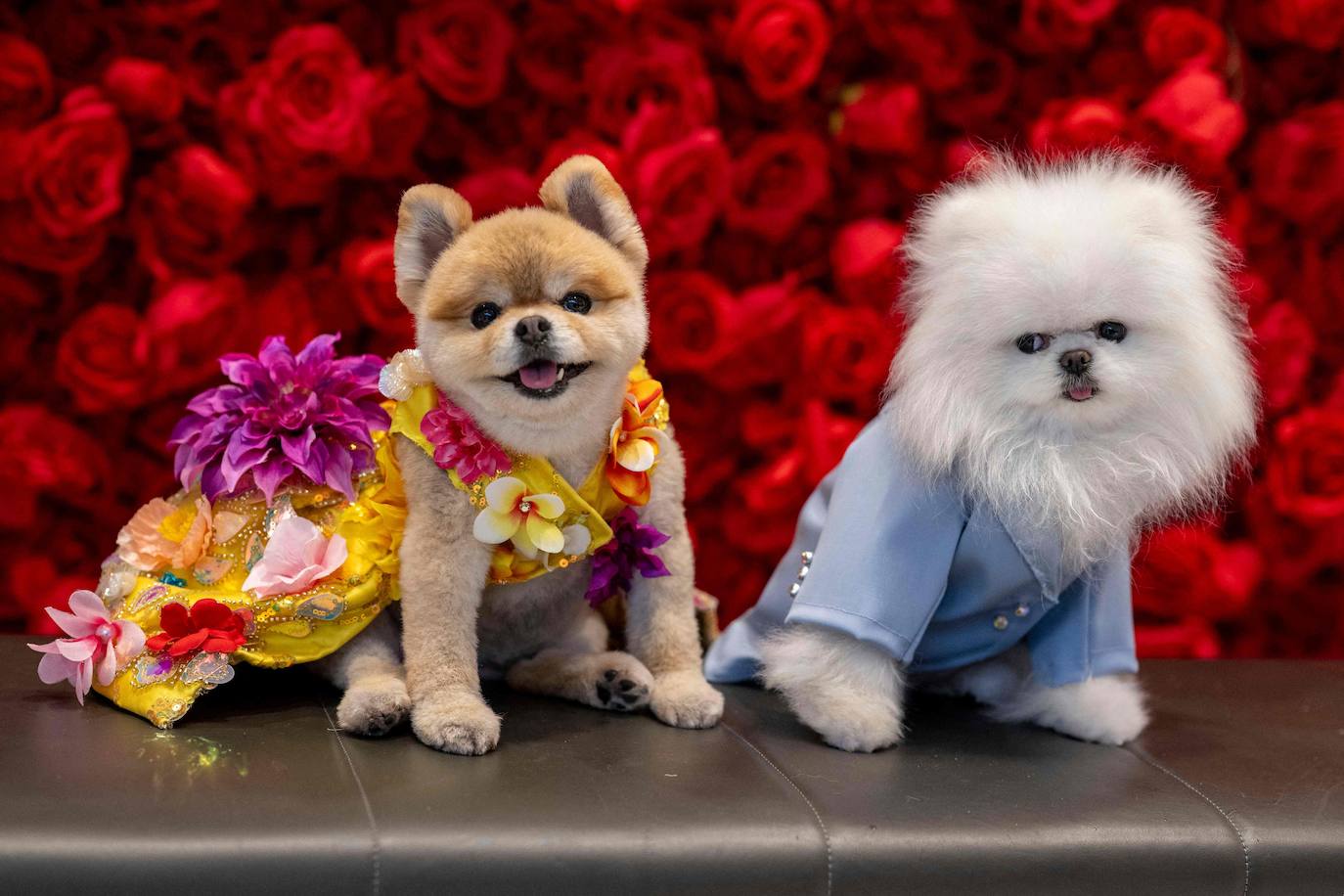 LaLa, una pomeranian, vestida como la rapera Nicki Minaj y Fritz, un pomeranian, vestido como el cantante Ed Sheeran