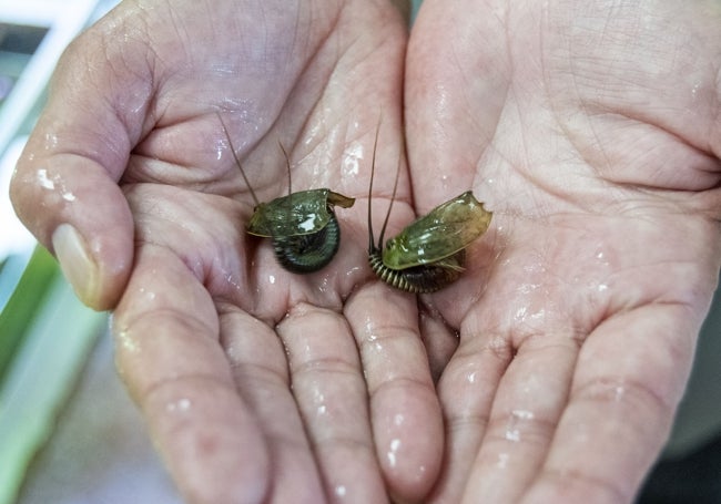 Ejemplares de triops, crustáceos que habitan la Tierra desde la era de los dinosaurios.