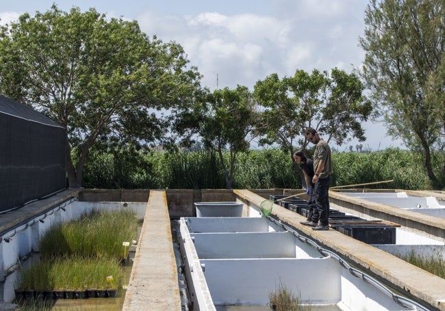 Las balsas del centro acuícola utilizan agua del propio lago de l'Albufera.