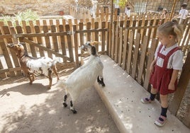 Una alumna del centro infantil La Gacela de Paterna observa cómo se comportan las cabras en su jornada escolar de Ecocamp.