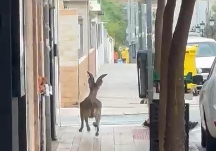 La cabra montesa que circula por las calles de l'Eliana.