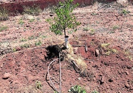 Los jabalíes han hozado alrededor de este plantón de naranjo y han dejado sus raíces al aire.