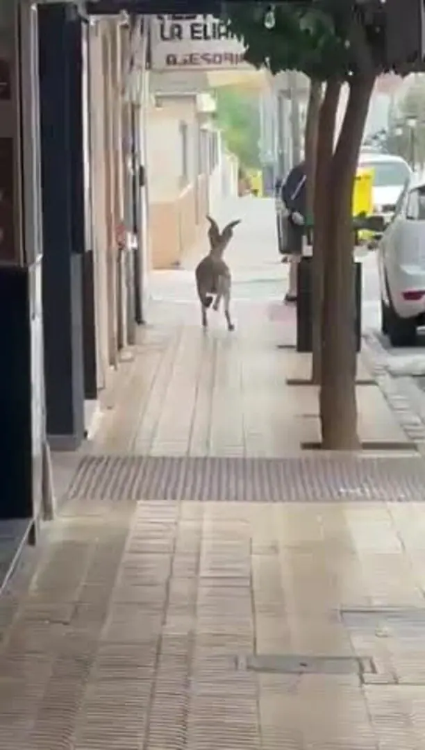 Las imágenes muestran a una cabra de montaña vagando libremente por las calles de l’Eliana.