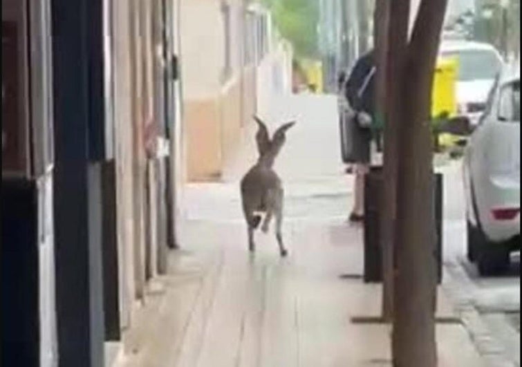 El vídeo de la cabra montesa suelta en las calles de l'Eliana