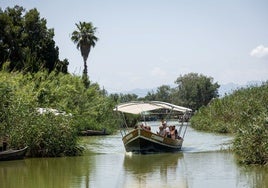 Una embarcación navega por la Albufera.