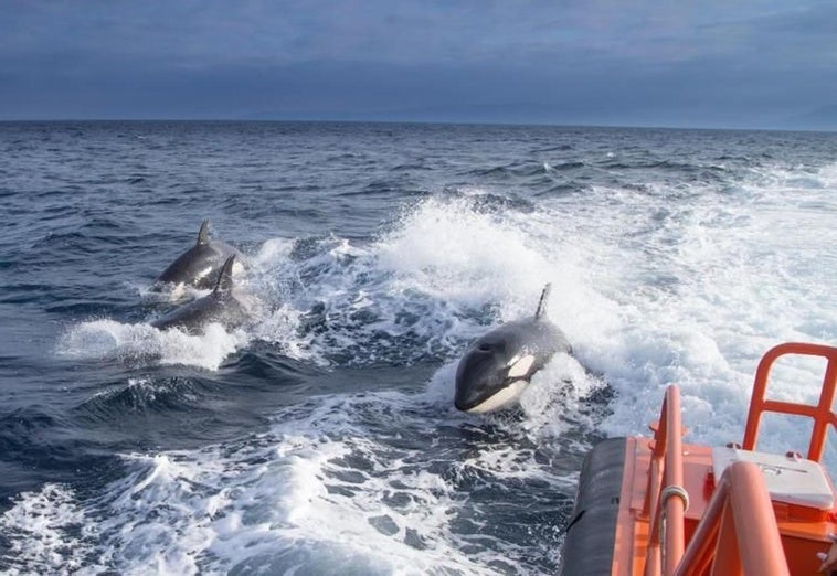 Un grupo de orcas interactúa de forma peligrosa con una embarcación en aguas del Estrecho.