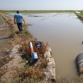 Así se defienden los agricultores de los flamencos: 'cocodrilos', luces y cañones de ruido