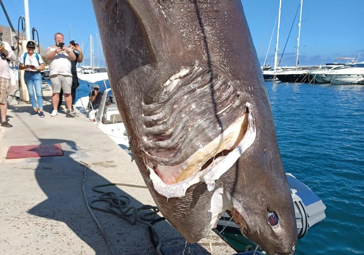 Encuentran una cañabota de casi cinco metros en Altea, uno de los tiburones más grandes del Mediterráneo