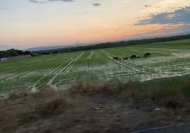 Un grupo de jabalíes en un campo de la Albufera.