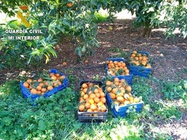 Naranjas robadas incautadas en otra operación reciente de la Guardia Civil.