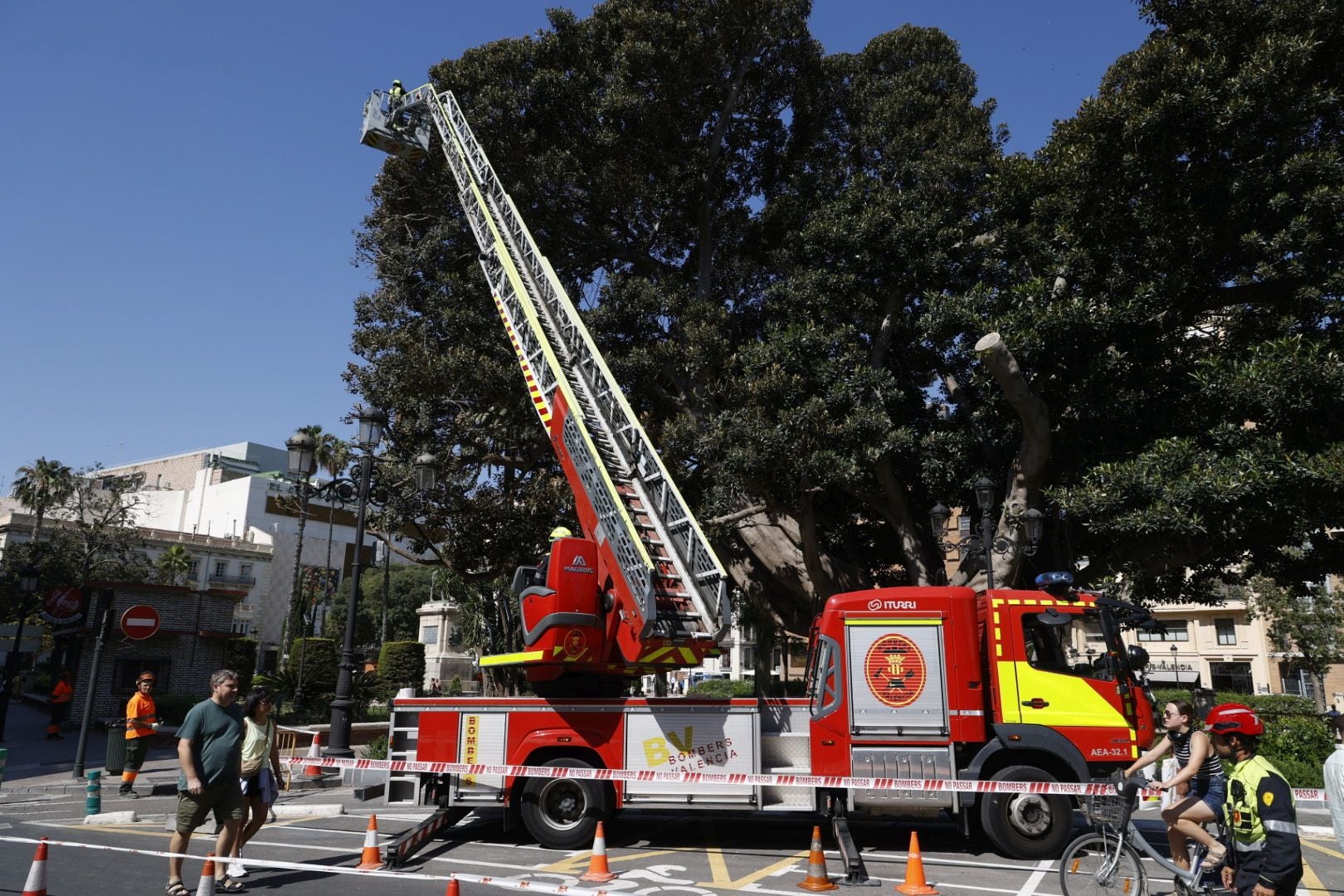 Parques y Jardines inicia la poda del ficus del Parterre de Valencia