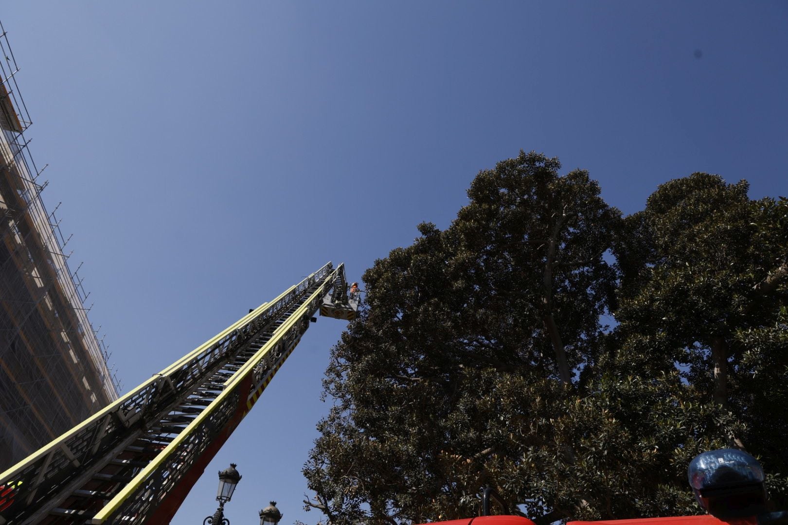 Parques y Jardines inicia la poda del ficus del Parterre de Valencia