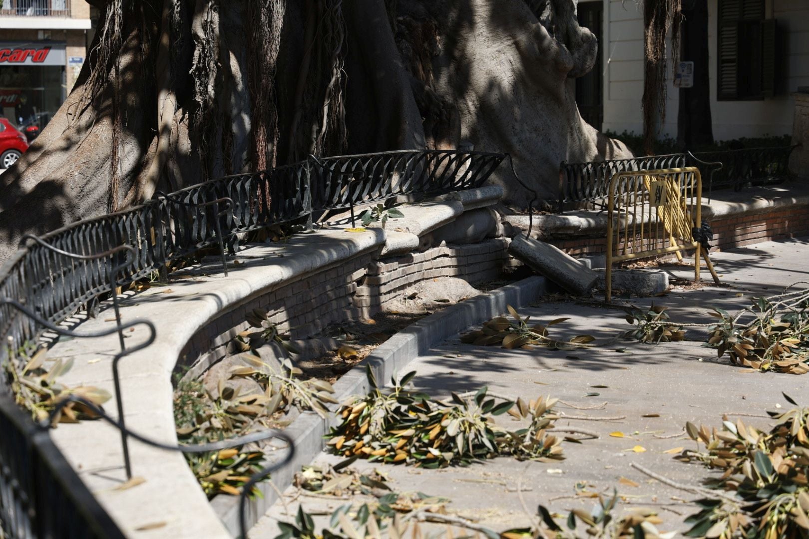 Parques y Jardines inicia la poda del ficus del Parterre de Valencia