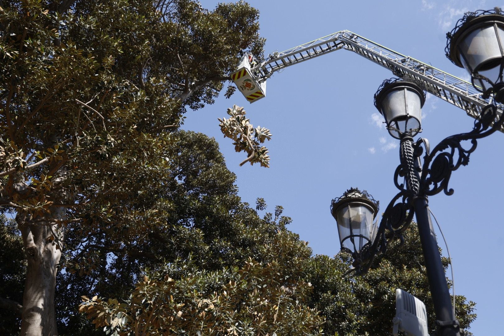 Parques y Jardines inicia la poda del ficus del Parterre de Valencia