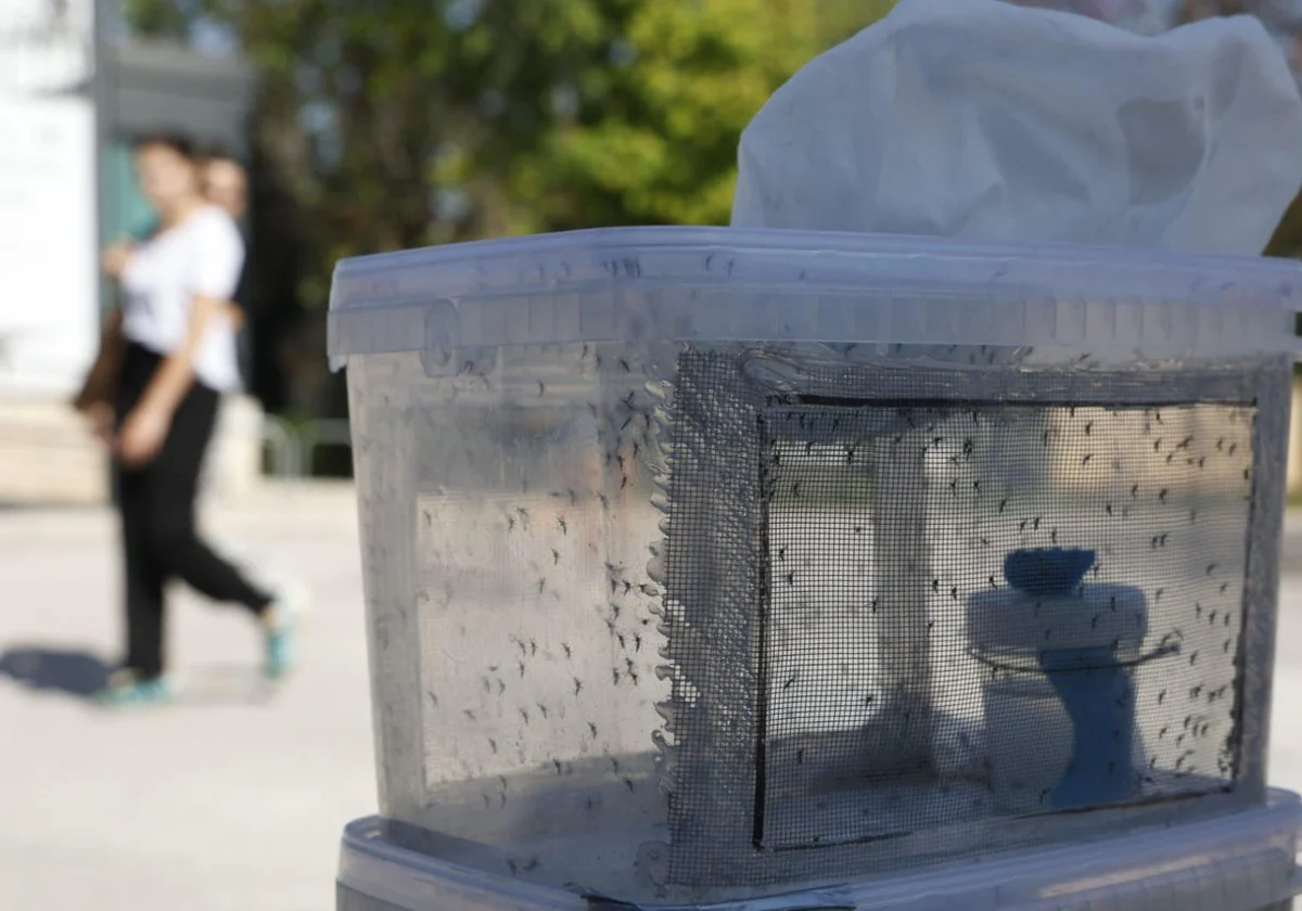 Valencia soltará 45.000 mosquitos estériles cada semana para acabar con la plaga de mosquito tigre