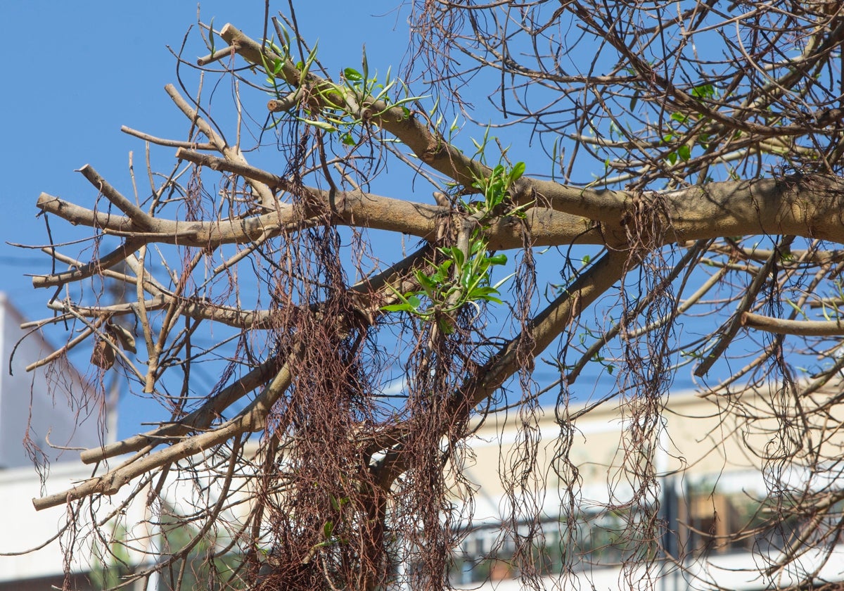 Brotes verdes en el ficus de plaza de España, este miércoles.