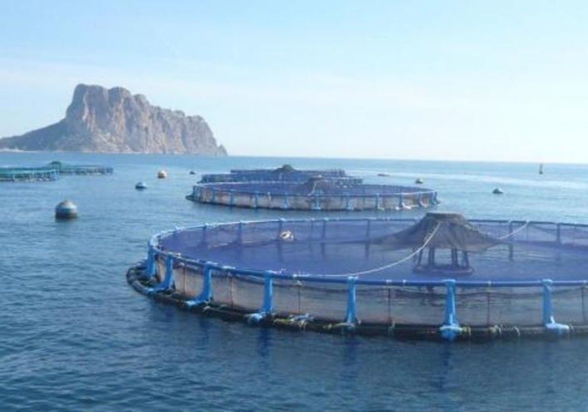 La piscifactoría de la bahía de Calp.