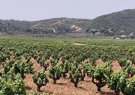 Viñedos y al fondo la montaña donde se ejecuta el PAI Medina Llíber.