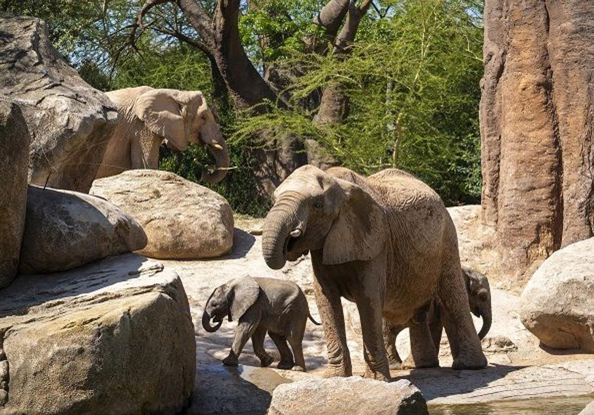 BIOPARC Valencia