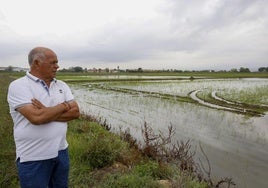 Felip observa uno de los campos arrasado por los flamencos.