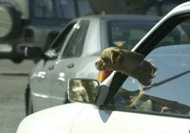 Imagen de archivo de un perro asomado a la ventanilla de un coche.