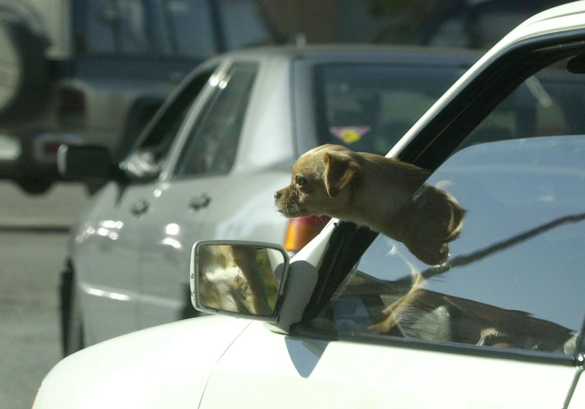 Imagen de archivo de un perro asomado a la ventanilla de un coche.