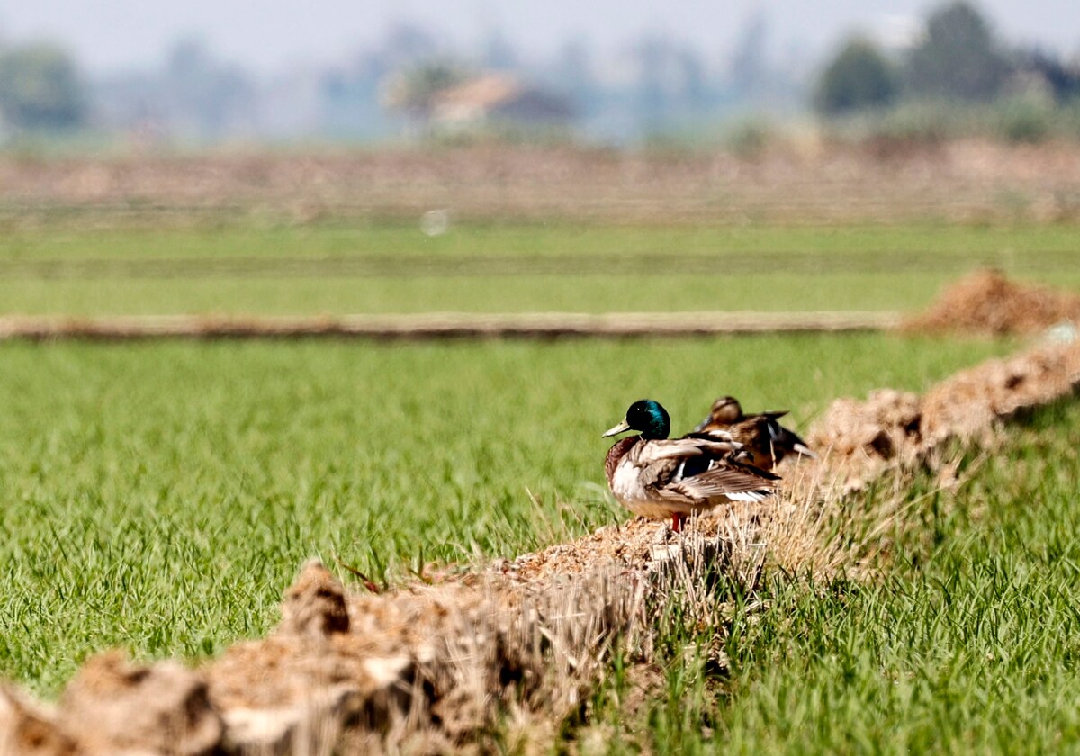 Los regantes se suman a la campaña por la Albufera, que supera las cien adhesiones