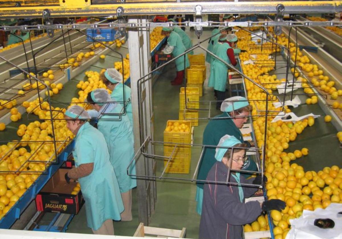 Comercialización. Varias mujeres seleccionan y encajan naranjas en dos líneas de envasado de una cooperativa citrícola.