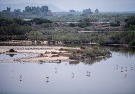 Aves en el humedal.