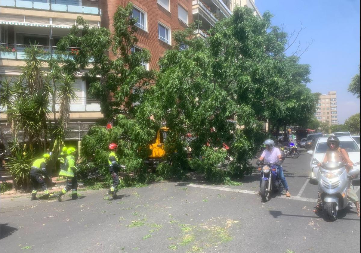 Un árbol es sacado por un camión en Plaza América, lo que resulta en el cierre de múltiples carriles que se dirigen hacia la salida de Valencia.