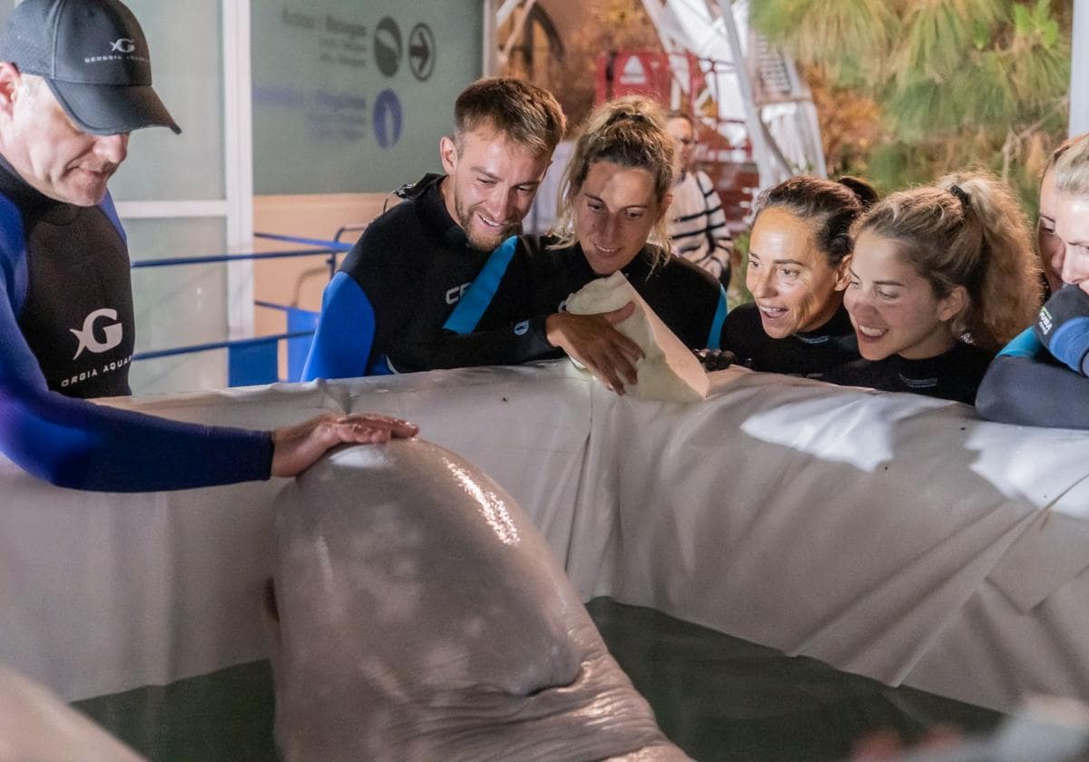 Rescatan dos belugas de un acuario de Ucrania y las trasladan al Oceanogràfic de Valencia