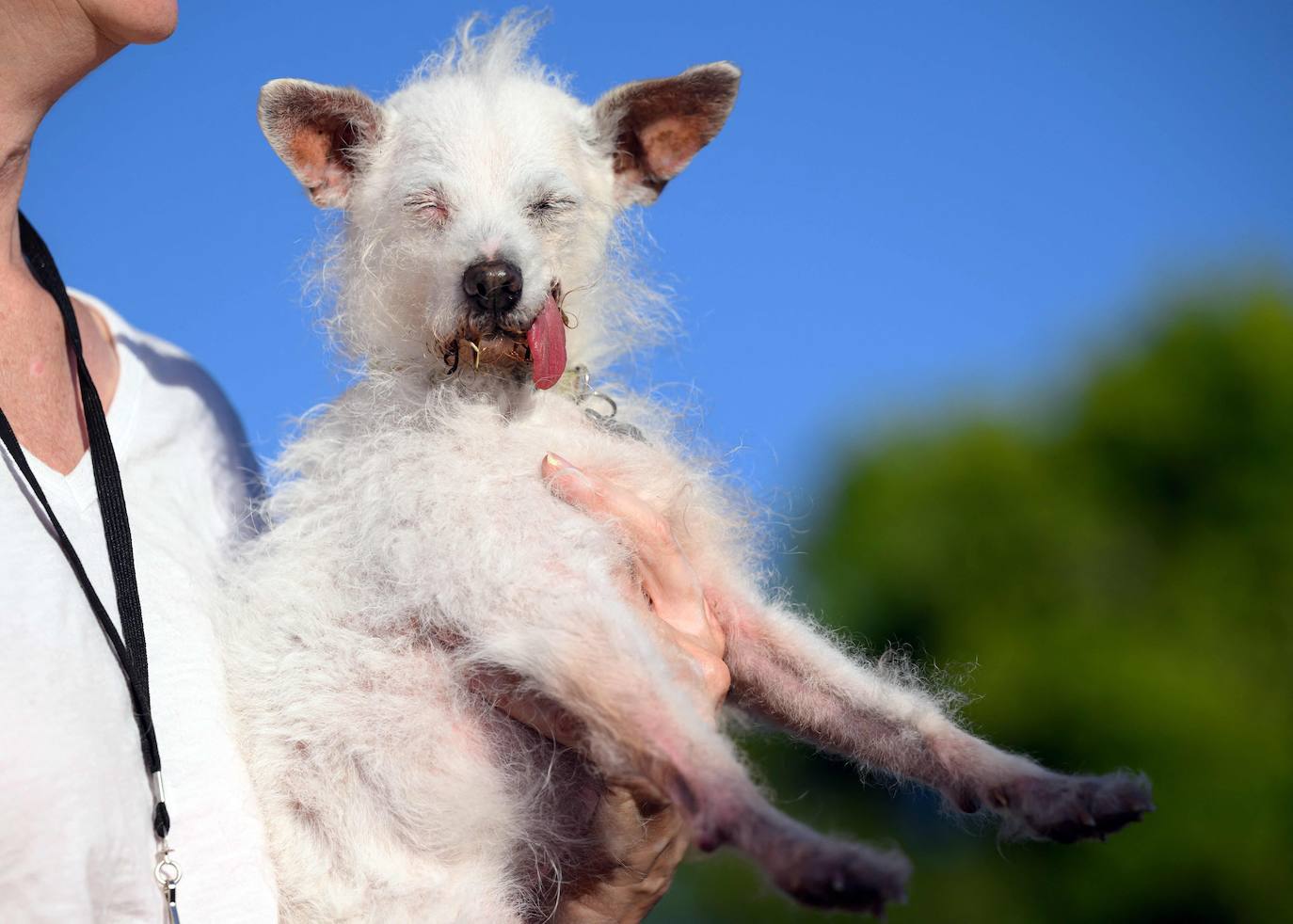 Los perros más feos del mundo compiten en California