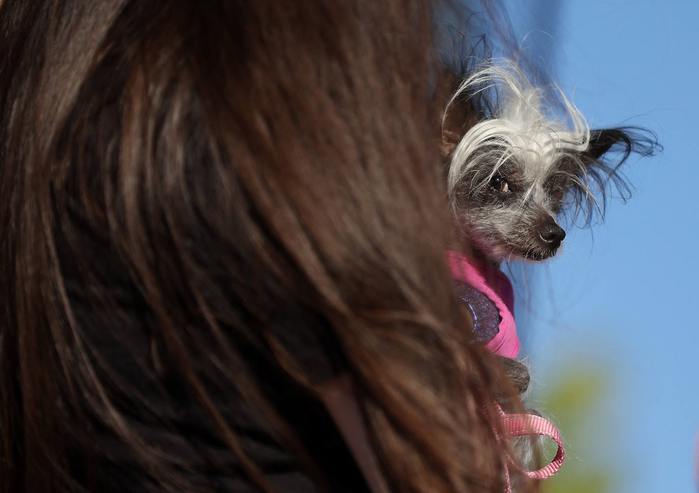 Los perros más feos del mundo compiten en California