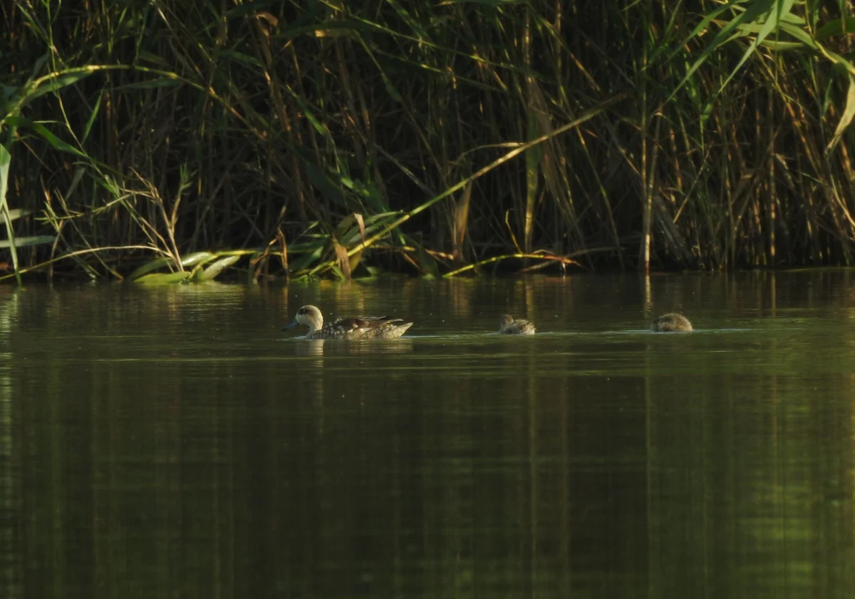 La cerdeta pardilla se reproduce por primera vez en el Tancat de la Pipa en la Albufera