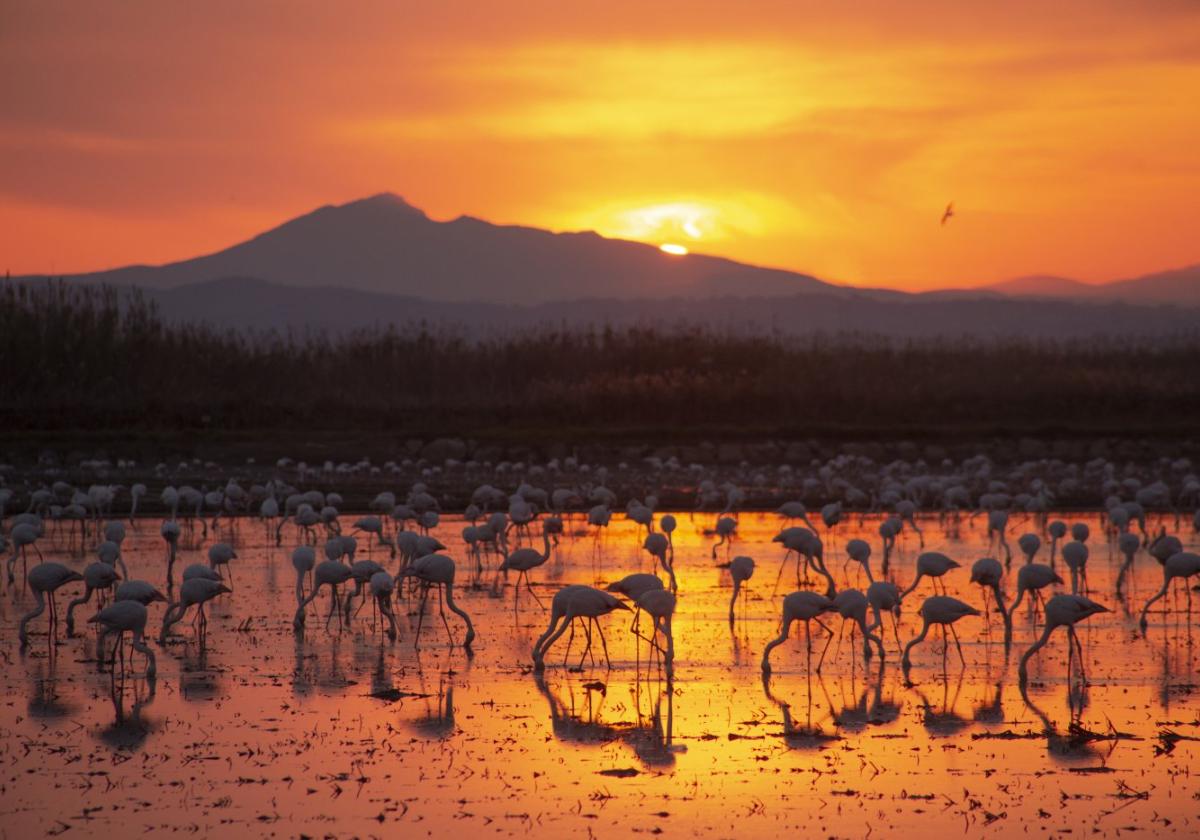 El Manifiesto por la Albufera se someterá a un chequeo trimestral