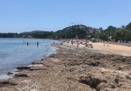 Posidonia presente este martes en un tramo de la playa de la Marineta Cassiana.