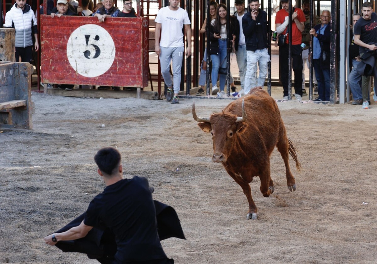 La Federación de clubes de toros demandará a los veterinarios que se nieguen a firmar los documentos relacionados con los toros.