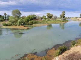 Azolla en la parte baja del río Júcar.