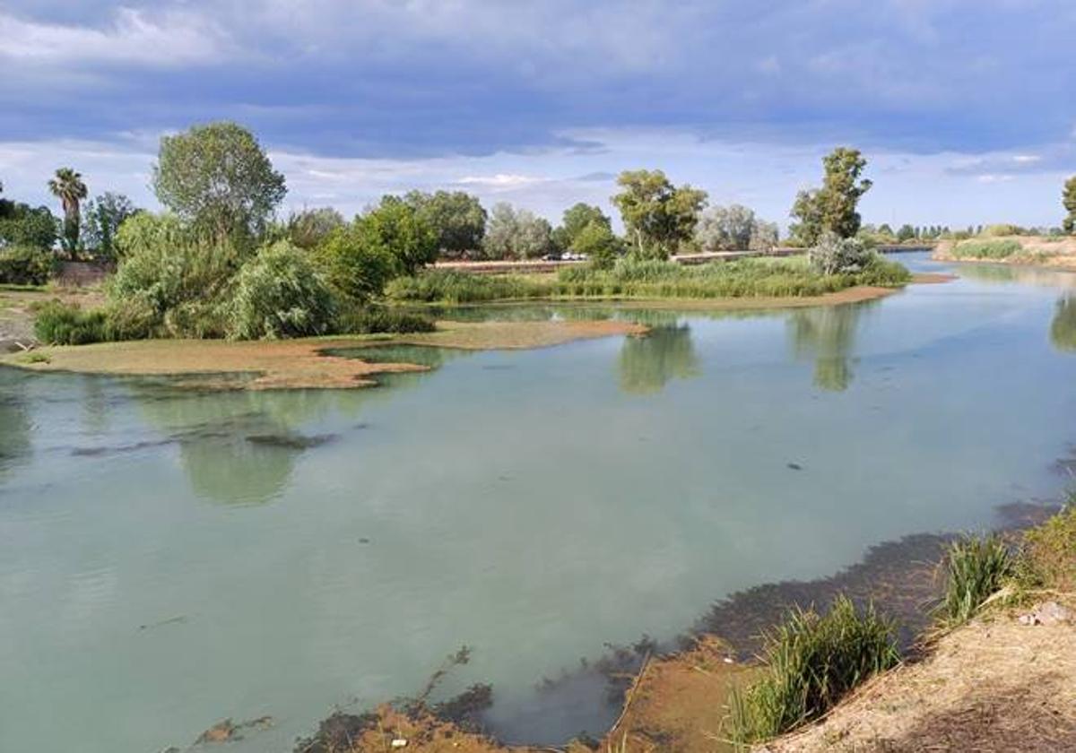 Azolla en la parte baja del río Júcar.