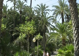 Palmeral de Elche.