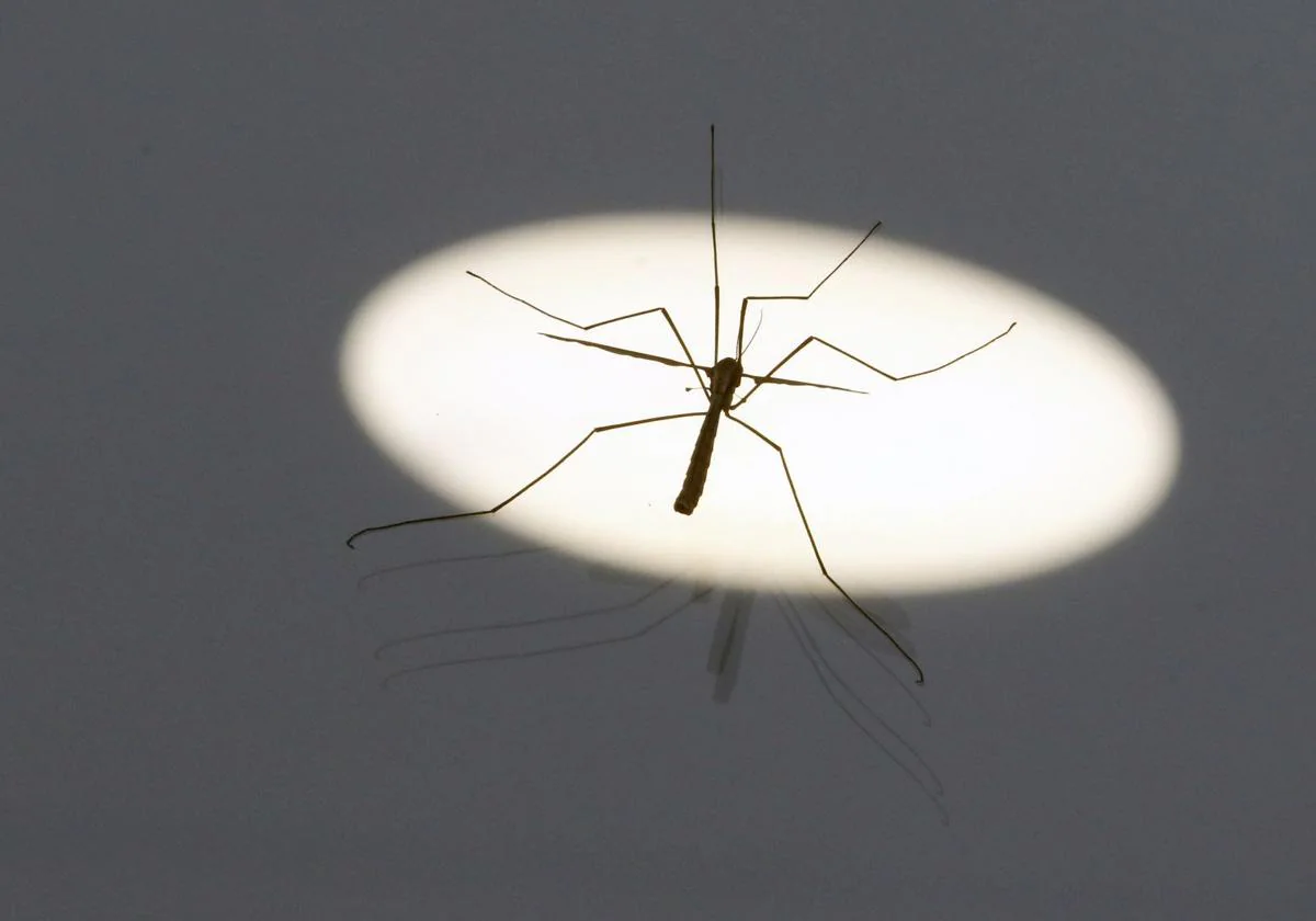 La Diputación de Castellón refuerza la vigilancia y tratamiento de los focos de cría de mosquitos tras las últimas lluvias