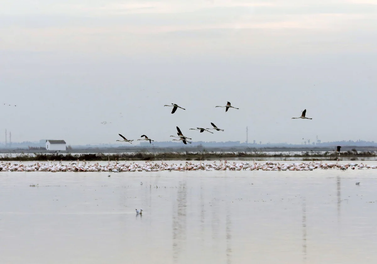 La Junta Rectora aprueba crear una comisión para tratar cuestiones del agua en la Albufera