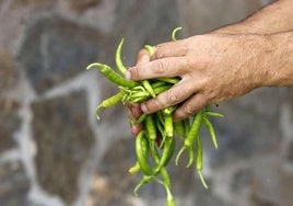 Este alimento es muy común en España-