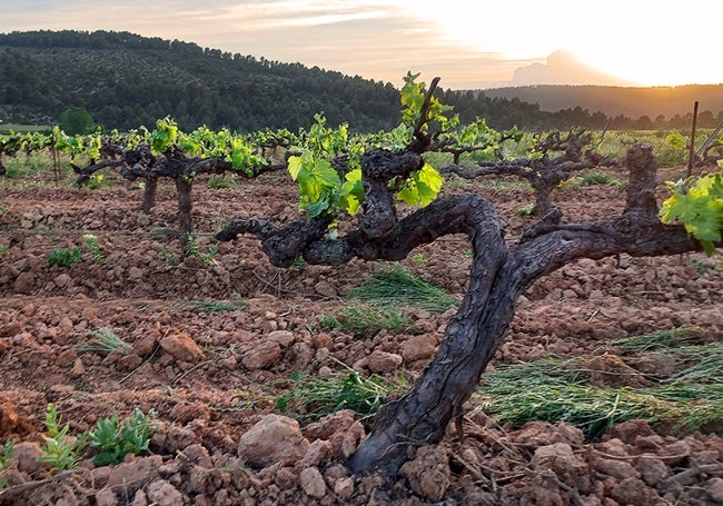 Viñas viejas en vaso de merseguera.