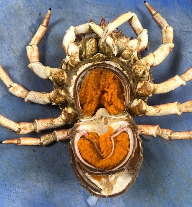 Centolla preñada de corales.